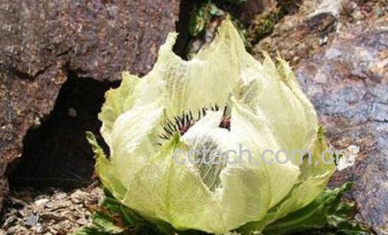 藏雪莲的泡水方法 吃藏雪莲有什么禁忌-0