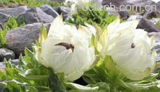藏雪莲跟雪莲花的区别 雪莲花的功效-0