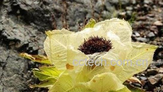 藏雪莲跟雪莲花的区别 雪莲花的功效-1