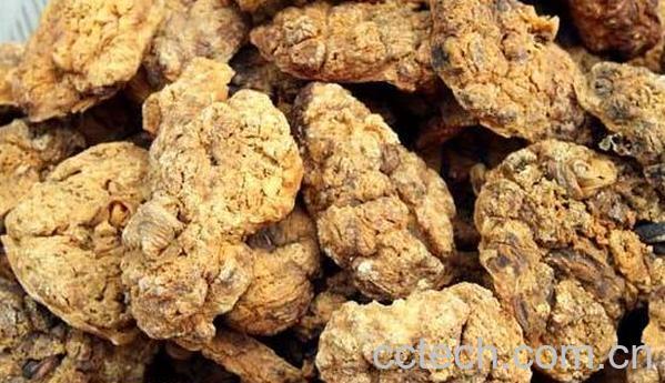 女人长期服用紫河车能养颜吗 女性服用紫河车的作用-0