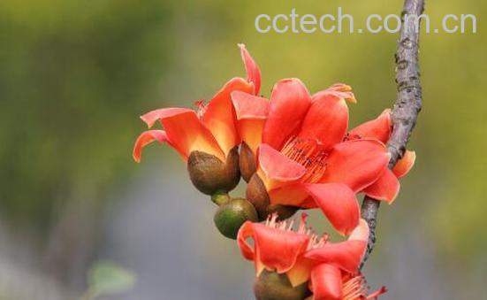 木棉花的功效与作用 木棉花的药用价值-0