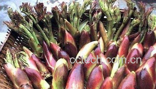 刺老包的功效与作用　刺老包的药用价值-0