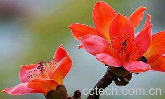 木棉花的功效与作用 木棉花的药用价值-1