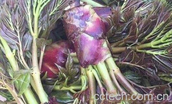 刺老包的功效与作用　刺老包的药用价值-1