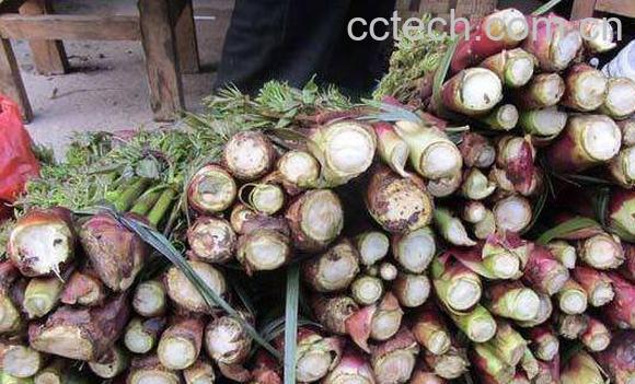 刺脑包根的功效与作用 刺脑包根的做法-0