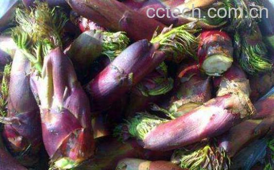 刺脑包根的功效与作用 刺脑包根的做法-1