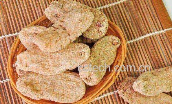 天麻的功效与作用 吃天麻的禁忌-1