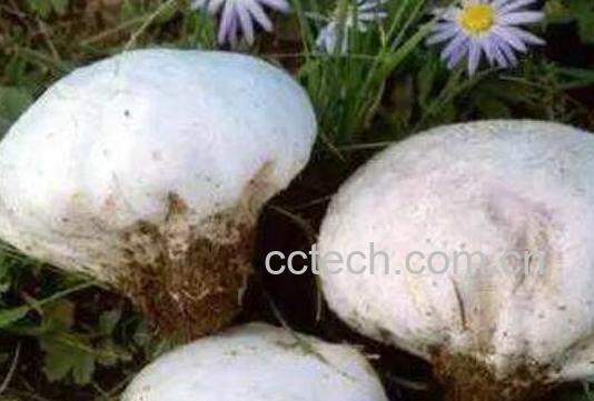 马屁泡菌的药用价值-1