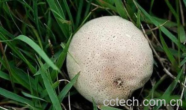 马屁泡菌的药用价值-0