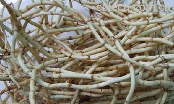 鱼腥草根的功效与作用 鱼腥草根的副作用-0