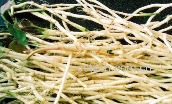 鱼腥草根的功效与作用 鱼腥草根的副作用-1