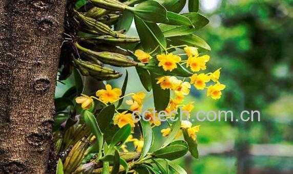 石斛花的功效与作用 石斛花泡水喝的功效-0