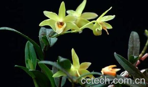 石斛花的功效与作用 石斛花泡水喝的功效-1