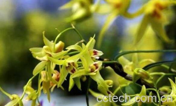 铁皮枫斗花的功效与作用-1