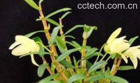 铁皮枫斗花的功效与作用-0