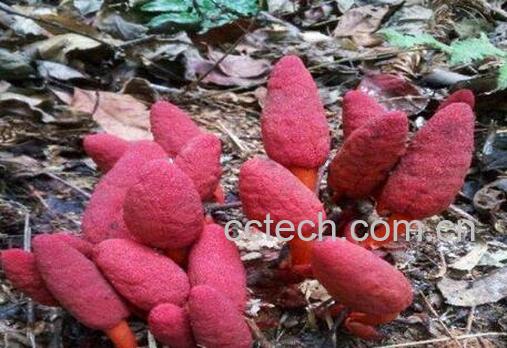 鹿仙草什么人不能吃 鹿仙草的毒性与服用禁忌-0