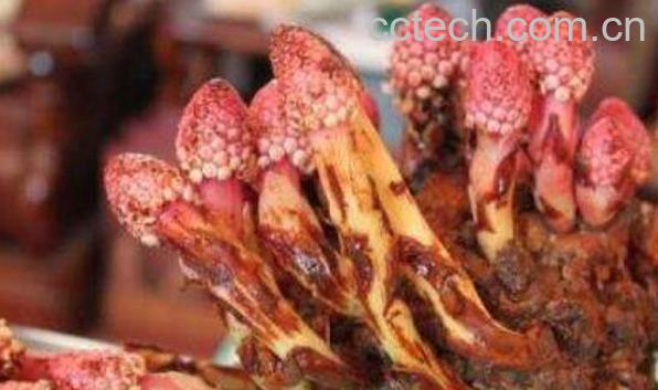 鹿仙草什么人不能吃 鹿仙草的毒性与服用禁忌-1