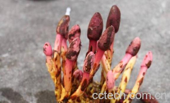 鹿仙草粉的功效与作用及食用方法-0