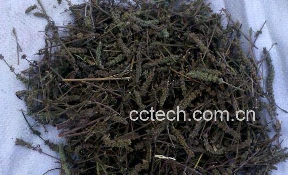 荆芥穗的功效与作用 荆芥穗的药用价值-1