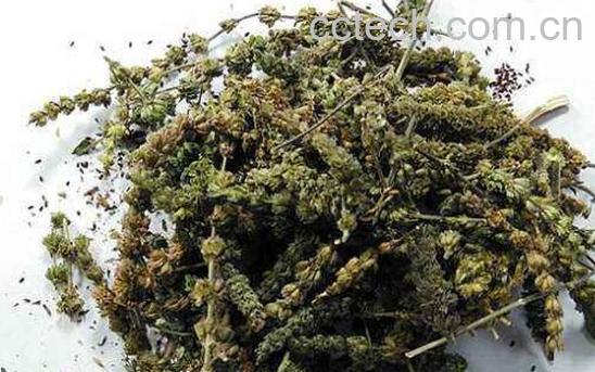 荆芥穗的功效与作用 荆芥穗的药用价值-0