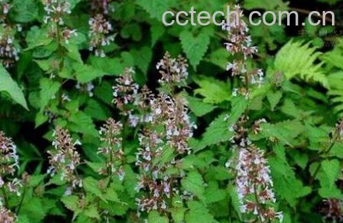 苦荆芥的功效与作用-0