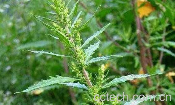 苦荆芥的功效与作用-1