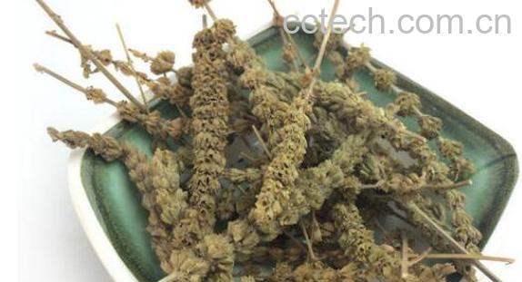 芥穗的功效与作用及禁忌-0