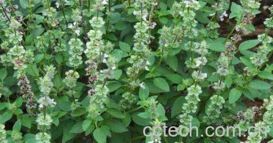 芥穗的功效与作用及禁忌-1