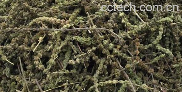 荆芥穗碳的功效与作用-0