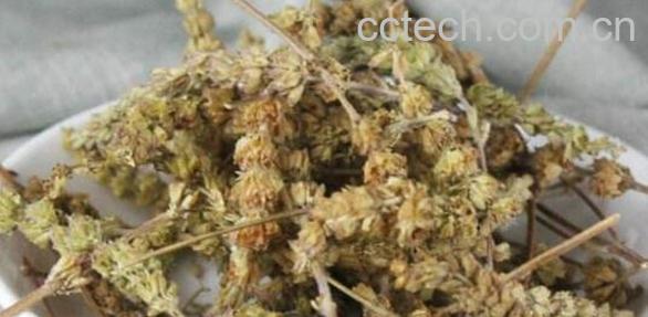 荆芥穗碳的功效与作用-1