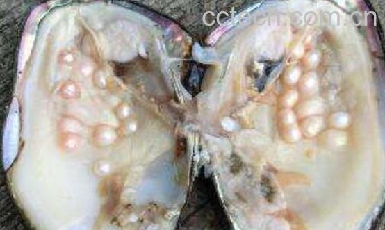 中药珍珠和珍珠母的区别 珍珠母的功效与作用-1