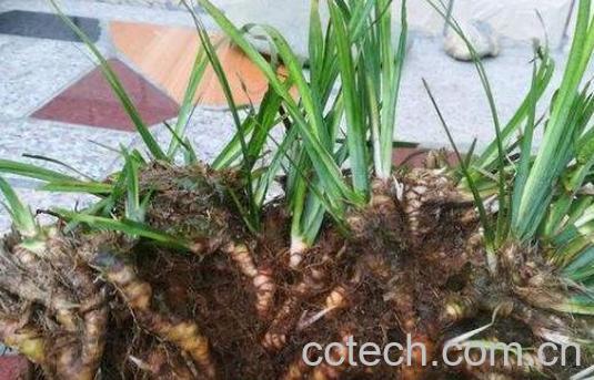 石菖蒲的功效与作用 石菖蒲的禁忌-1