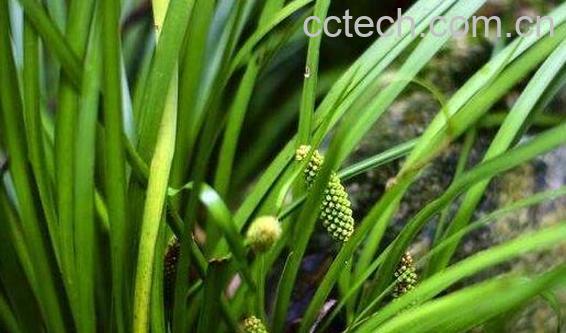 石菖蒲的功效与作用 石菖蒲的禁忌-0