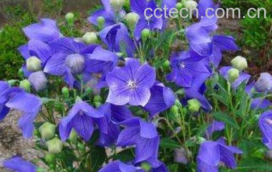 桔梗和麸炒枳壳的功效与作用-1