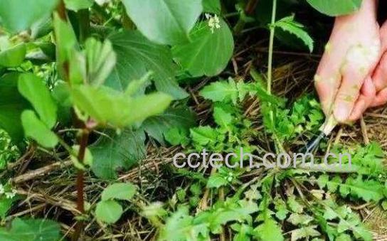 野荠菜根的功效与作用-0