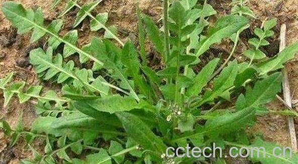 野荠菜根的功效与作用-1