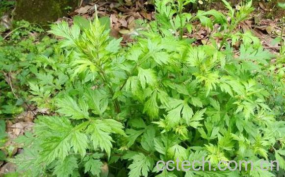 野蒿子枕头的功效与作用-1