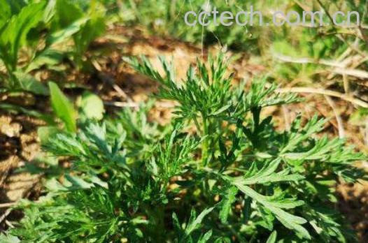 野蒿子枕头的功效与作用-0