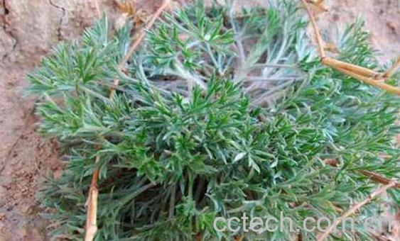 白蒿根的功效与作用-1