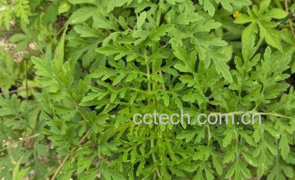 苦蒿根的功效与作用-1