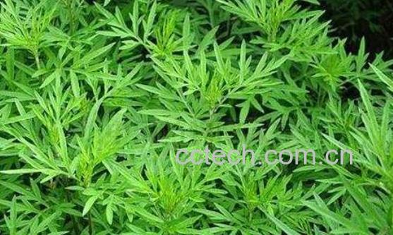 苦蒿根的功效与作用-0