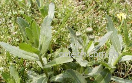 青刺根的功效与禁忌-1