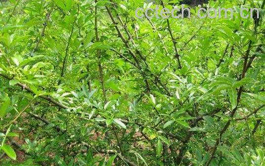 青刺根的功效与禁忌-0