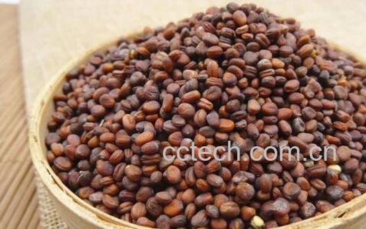 莱菔子炒和不炒有什么区别 菜菔子的功效与作用-1