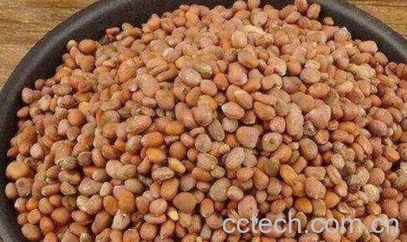 莱菔子炒和不炒有什么区别 菜菔子的功效与作用-0