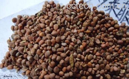 莱菔子怎样炒制 莱菔子炒多长时间-1