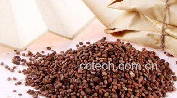 莱菔子怎样炒制 莱菔子炒多长时间-0