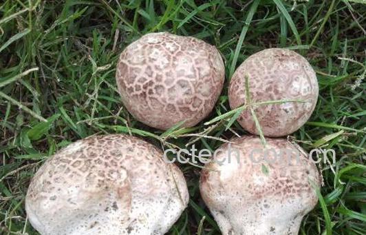 马勃的功效与作用 马勃的副作用与禁忌-0