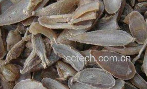 郁金的功效与作用 郁金的副作用-0