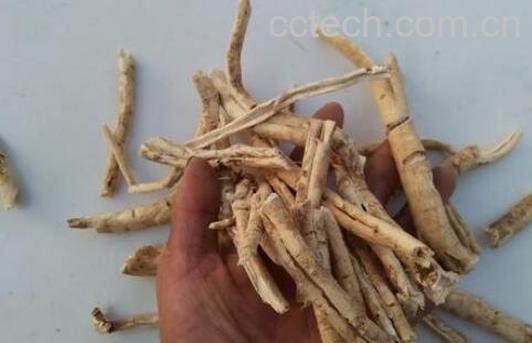 八股牛根的功效与作用 八股牛根的副作用-0